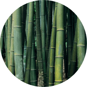 竹